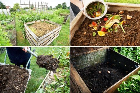 Préparer son compost maison pour un jardin bien nourri